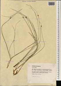 Scirpoides holoschoenus subsp. holoschoenus, South Asia, South Asia (Asia outside ex-Soviet states and Mongolia) (ASIA) (Turkey)