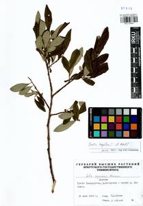 Salix krylovii E. Wolf, Siberia, Baikal & Transbaikal region (S4) (Russia)