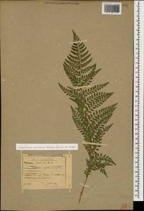 Polystichum setiferum (Forssk.) Moore ex Woyn., Caucasus, Stavropol Krai, Karachay-Cherkessia & Kabardino-Balkaria (K1b) (Russia)