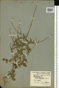Sisymbrium officinale (L.) Scop., Eastern Europe, Moscow region (E4a) (Russia)