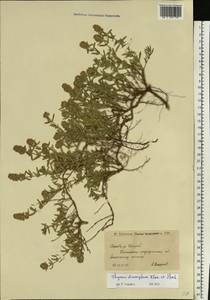 Thymus dimorphus Klokov & Des.-Shost., Eastern Europe, Lower Volga region (E9) (Russia)
