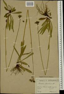 Pilosella piloselloides subsp. praealta (Gochnat) S. Bräut. & Greuter, Eastern Europe, Moscow region (E4a) (Russia)