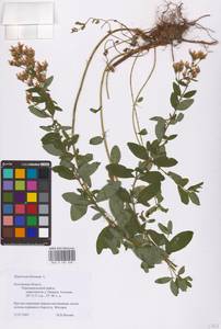 Hypericum hirsutum L., Eastern Europe, Central region (E4) (Russia)