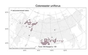 Cotoneaster uniflorus Bunge, Atlas of the Russian Flora (FLORUS) (Russia)
