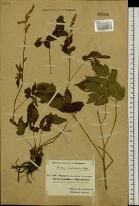Aruncus dioicus var. kamtschaticus (Maxim.) Hara, Siberia, Chukotka & Kamchatka (S7) (Russia)