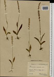 Herminium monorchis (L.) R.Br., Eastern Europe, Moscow region (E4a) (Russia)