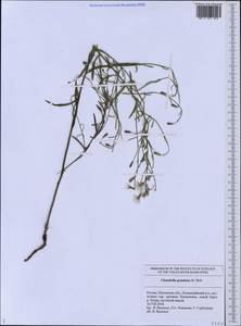 Chondrilla graminea M. Bieb., Eastern Europe, Middle Volga region (E8) (Russia)