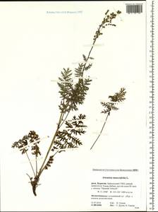 Artemisia tanacetifolia L., Siberia, Baikal & Transbaikal region (S4) (Russia)