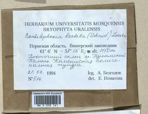 Barbilophozia barbata (Schmidel ex Schreb.) Loeske, Bryophytes, Bryophytes - Permsky Krai, Udmurt Republic, Sverdlovsk & Kirov Oblasts (B8) (Russia)
