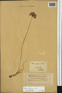 Allium lusitanicum Lam., Western Europe (EUR) (Poland)