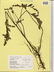 Chamaedaphne calyculata (L.) Moench, Eastern Europe, Central region (E4) (Russia)