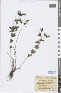 Potentilla erecta (L.) Raeusch., Eastern Europe, Moscow region (E4a) (Russia)