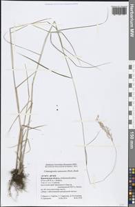 Calamagrostis canescens (Weber) Roth, Eastern Europe, Central forest-and-steppe region (E6) (Russia)