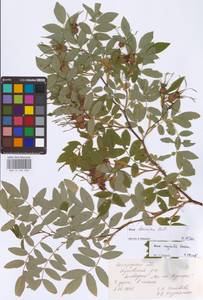 Rosa davurica Pall., Eastern Europe, Central forest-and-steppe region (E6) (Russia)