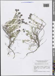 Thymus bashkiriensis Klokov & Des.-Shost., Eastern Europe, Middle Volga region (E8) (Russia)