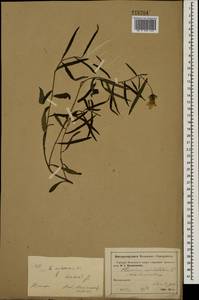 Hieracium umbellatum L., Eastern Europe, Moscow region (E4a) (Russia)