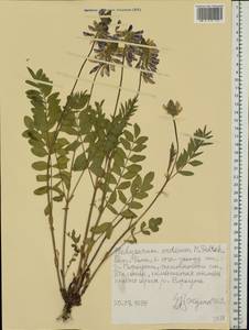 Hedysarum hedysaroides subsp. arcticum (B.Fedtsch.)P.W.Ball, Eastern Europe, Northern region (E1) (Russia)