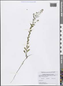 Lepidium campestre (L.) W.T.Aiton, Caucasus, Black Sea Shore (from Novorossiysk to Adler) (K3) (Russia)