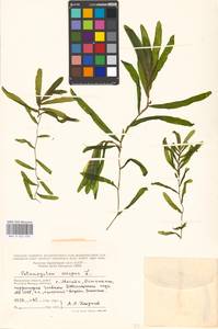 Potamogeton crispus L., Eastern Europe, Moscow region (E4a) (Russia)