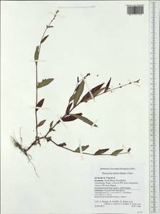 Persicaria minor (Huds.) Opiz, Western Europe (EUR) (Germany)