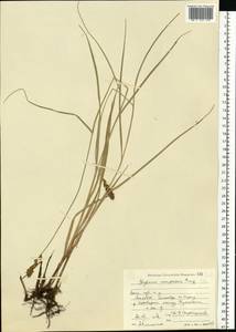 Blysmus compressus (L.) Panz. ex Link, Eastern Europe, Moscow region (E4a) (Russia)