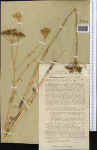 Oedibasis platycarpa (Lipsky) Koso-Pol., Middle Asia, Western Tian Shan & Karatau (M3) (Uzbekistan)