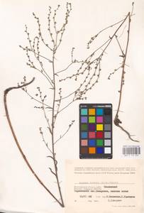 Lappula barbata (M. Bieb.) Gürke, Eastern Europe, Lower Volga region (E9) (Russia)