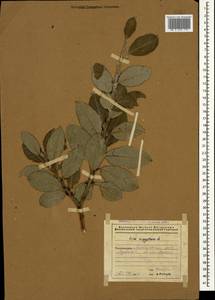 Salix aegyptiaca L., Caucasus, Azerbaijan (K6) (Azerbaijan)