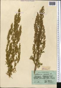 Artemisia annua L., Middle Asia, Northern & Central Tian Shan (M4) (Kyrgyzstan)
