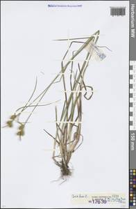 Carex flava L., Eastern Europe, Estonia (E2c) (Estonia)