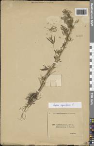 Lupinus angustifolius L., Caucasus, Azerbaijan (K6) (Azerbaijan)