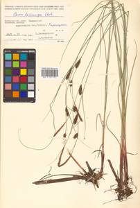 Carex lasiocarpa Ehrh., Siberia, Chukotka & Kamchatka (S7) (Russia)