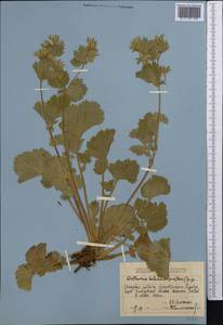 Geum heterocarpum Boiss., Middle Asia, Dzungarian Alatau & Tarbagatai (M5) (Kazakhstan)