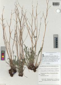 Crepidiastrum tenuifolium (Willd.) Sennikov, Siberia, Altai & Sayany Mountains (S2) (Russia)