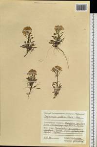 Erysimum pallasii (Pursh) Fernald, Siberia, Central Siberia (S3) (Russia)