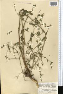 Clematis asplenifolia Schrenk ex Fisch. & C. A. Mey., Middle Asia, Pamir & Pamiro-Alai (M2) (Tajikistan)