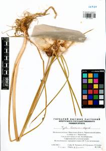 Typha laxmannii Lepech., Siberia, Baikal & Transbaikal region (S4) (Russia)