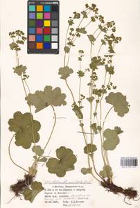 Alchemilla monticola Opiz, Eastern Europe, Moscow region (E4a) (Russia)