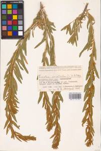 Krascheninnikovia ceratoides (L.) Gueldenst., Eastern Europe, Lower Volga region (E9) (Russia)