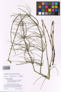 Equisetum ramosissimum Desf., Eastern Europe, Central forest-and-steppe region (E6) (Russia)