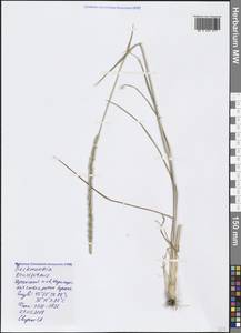 Beckmannia eruciformis (L.) Host, Crimea (KRYM) (Russia)