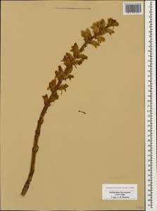 Orobanche, Caucasus, Stavropol Krai, Karachay-Cherkessia & Kabardino-Balkaria (K1b) (Russia)