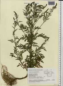 Ambrosia artemisiifolia L., Eastern Europe, Central region (E4) (Russia)