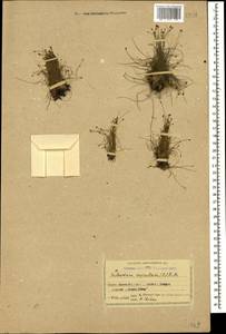 Eleocharis acicularis (L.) Roem. & Schult., Caucasus, Armenia (K5) (Armenia)