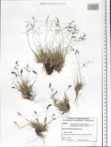 Poa pseudoabbreviata Roshev., Siberia, Central Siberia (S3) (Russia)