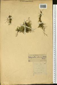 Bryodesma sibiricum (Milde) Soják, Siberia, Yakutia (S5) (Russia)