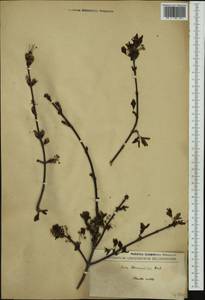 Acer campestre subsp. campestre, Botanic gardens and arboreta (GARD) (Not classified)