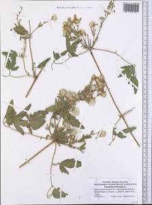 Dianthus orientalis, Middle Asia, Syr-Darian deserts & Kyzylkum (M7) (Kazakhstan)
