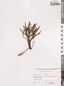 Tephroseris palustris (L.) Fourr., Siberia, Chukotka & Kamchatka (S7) (Russia)