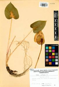 Calla palustris L., Siberia, Baikal & Transbaikal region (S4) (Russia)